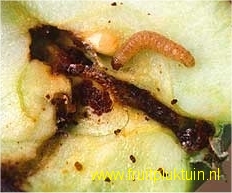 Appel; Lunterse Pippeling; fruitmot